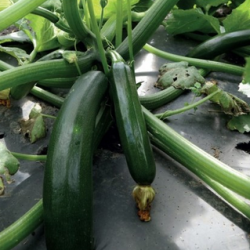 Cukinia Supremo f1 1000 nasion st